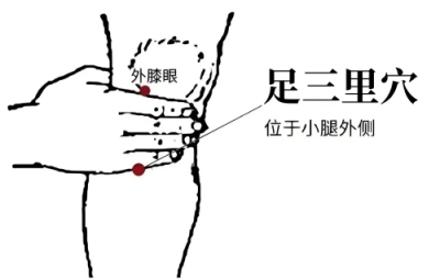 足三里穴_副本.jpg